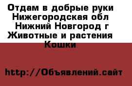 Отдам в добрые руки - Нижегородская обл., Нижний Новгород г. Животные и растения » Кошки   